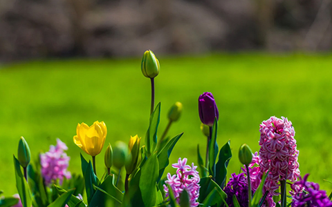 Tulipene, Blumen, bunte Blumen, Pflanzen, Frühjahrsgarten