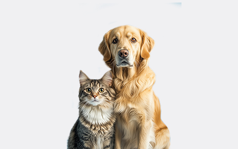 Hund, Katze, Tierfoto, Haustier, Tierportrait