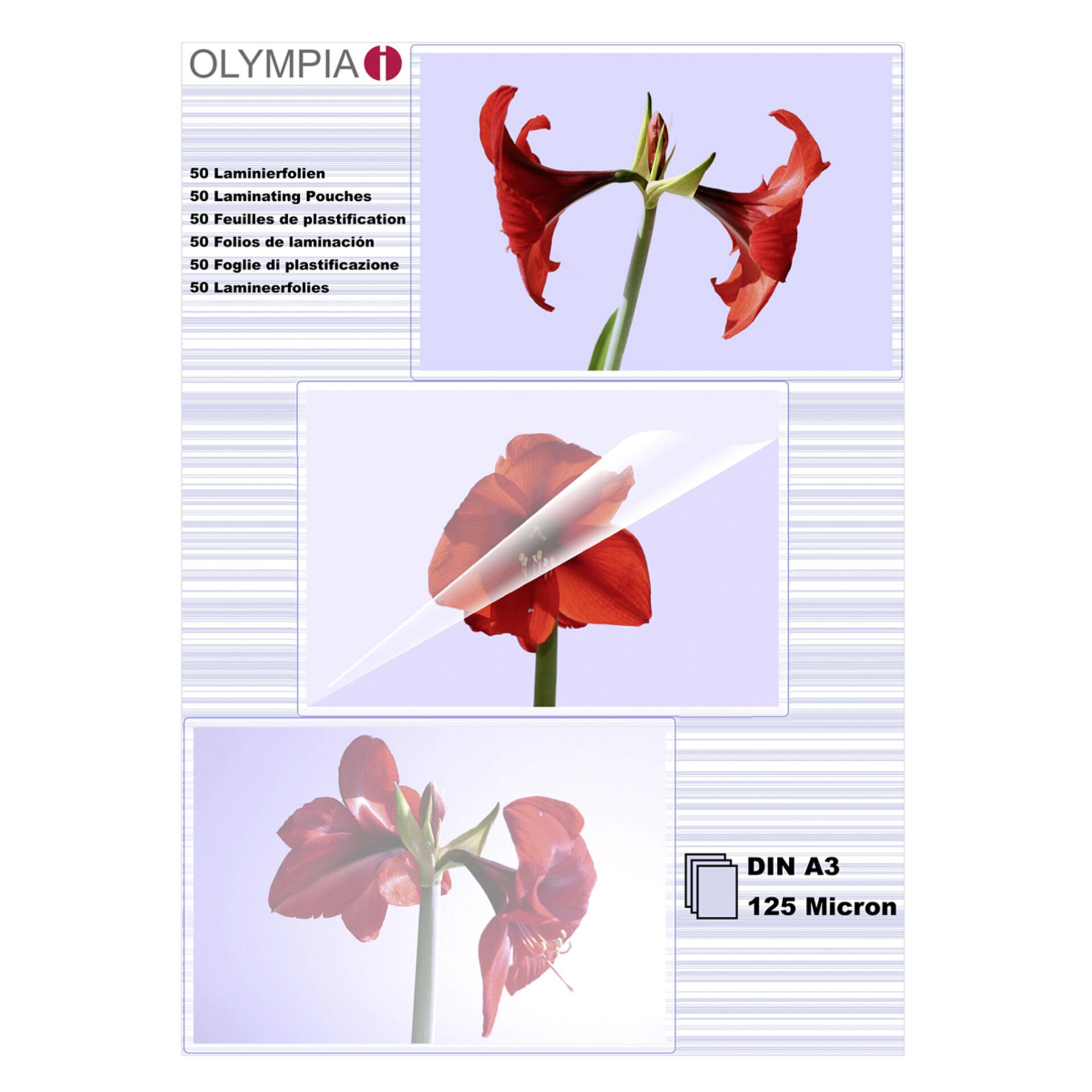 Blume, Pflanze, Eine andere, Blütenblatt