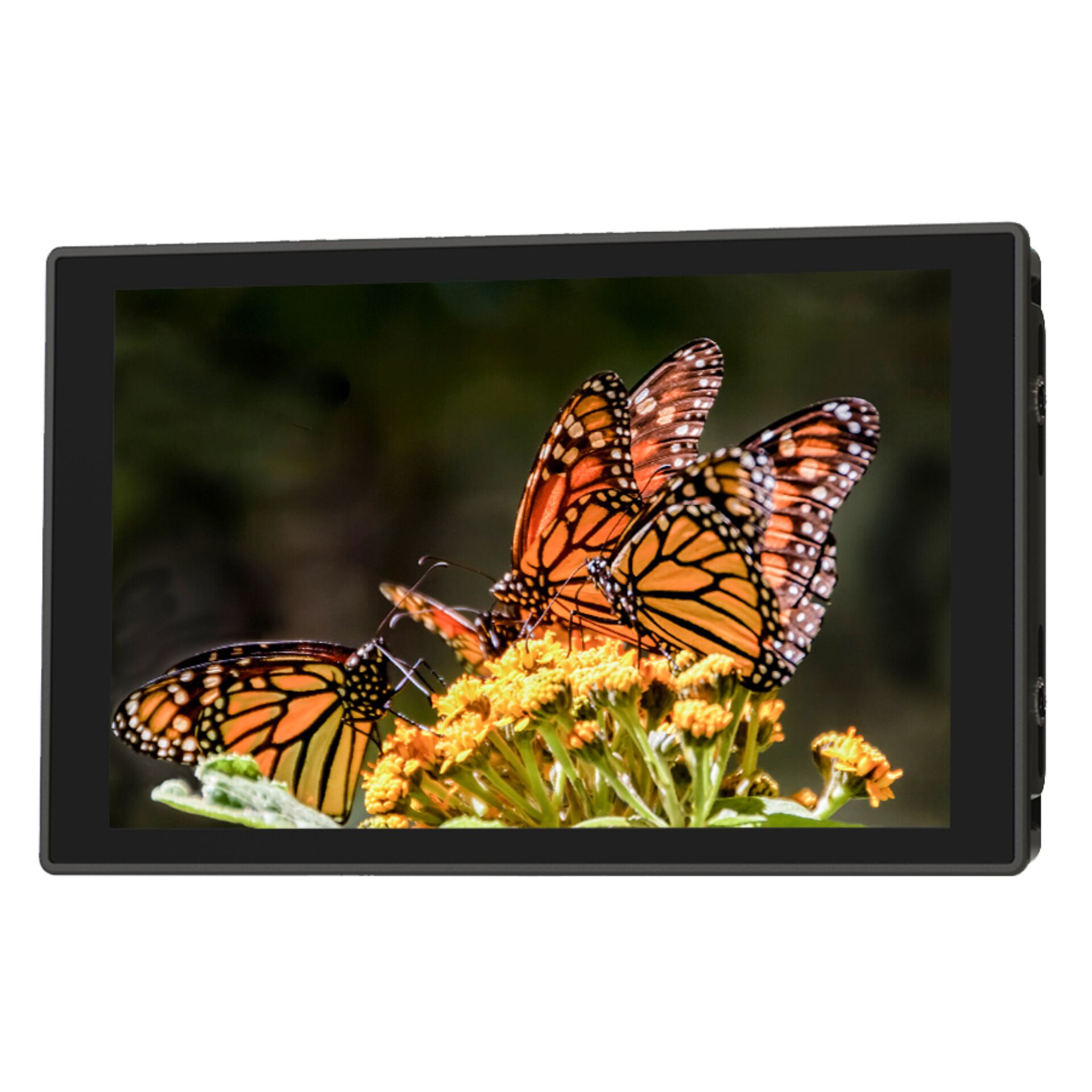 Monarchenschmetterling, Schmetterling, Orangener Schmetterling, Blütenkegel, Naturaufnahme